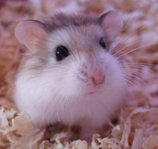 ​居家观赏性小宠-老公公仓鼠