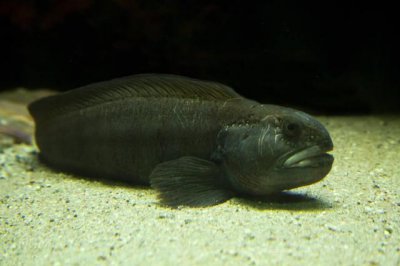 ​俄罗斯海岸惊现疑似罕见的深海狼鳗