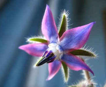 ​琉璃苣一一勇气之泉