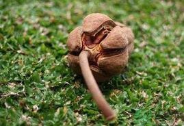 向天果怎么吃？向天果怎么吃效果好？