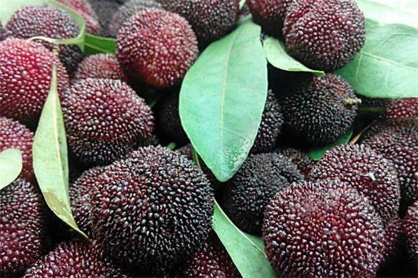 杨梅吃多了有什么影响 杨梅吃多了会怎样