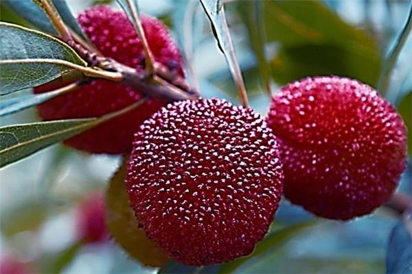 杨梅吃多了有什么影响 杨梅吃多了会怎样