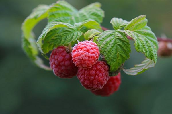 覆盆子含糖量高吗 覆盆子糖尿病人能吃吗