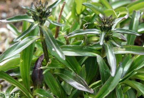 龙胆草多少钱一斤 大多在40到75元之间