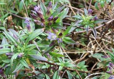 龙胆草多少钱一斤 大多在40到75元之间