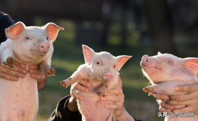 ​还在为小猪腹泻发愁吗，老兽医教你一招，助你轻松搞定各种拉稀