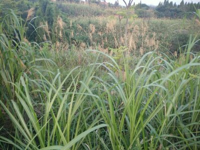 ​芭茅的前世今生