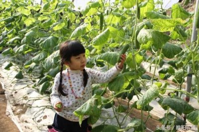 ​大棚这样种，想不赚钱都难
