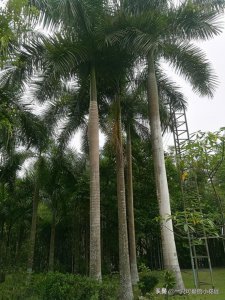 ​大王椰子：霸气的热带观赏植物