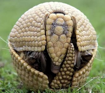 ​犰狳是一种什么样的动物