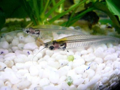 ​带你了解最奇特的鱼-玻璃猫，这“猫”不是猫，是全身透明的鱼！