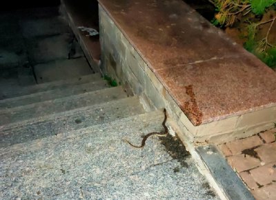 ​辽宁一小区惊现剧毒短尾蝮！专家：为大连陆地最毒毒蛇！有多毒？