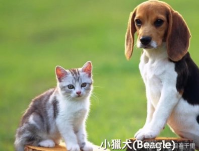​世界最适合家庭养的12种宠物犬