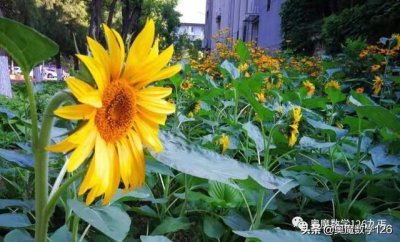 ​二项式定理中的“对偶式”