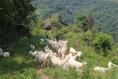 ​农村三种风险很小的养殖项目，一万元足够，收益比打工强