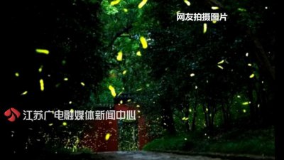 ​南京灵谷寺成萤火虫网红仙境 闪光灯、瓶子装，游客有点“乱来”