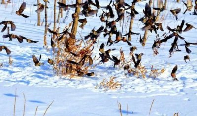 ​说说一九七一年冬季的苏雀