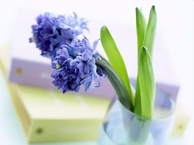 ​风信子有毒吗对人有害吗 家养风信子注意事项你千万别忽视