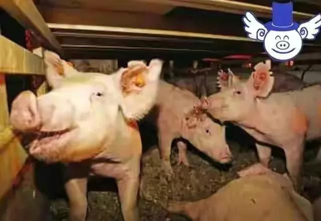 大洋洲在哪里，大洋洲有哪些国家面积排名简介-