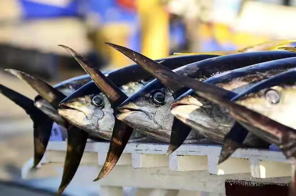 大洋洲在哪里，大洋洲有哪些国家面积排名简介-