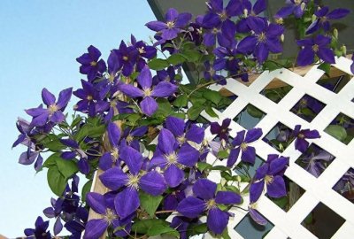 ​家里有院子，养上6种爬藤花，长势旺、开花能力强，美观又大气