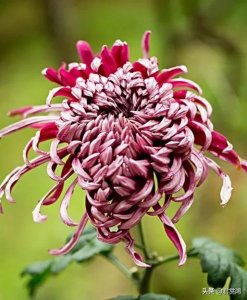 ​分享一组惊艳的菊花图片（四十五张）