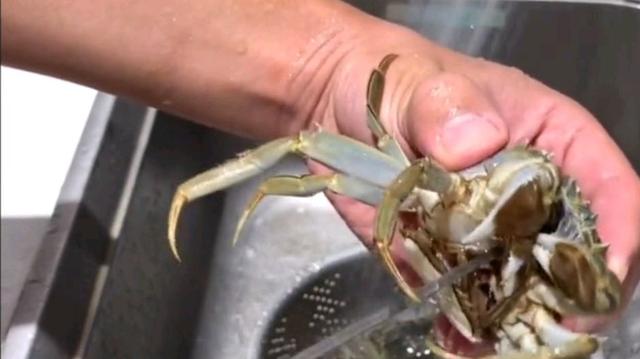 蒸螃蟹需要冷水下锅还是热水下锅（蒸螃蟹冷水下锅）(6)