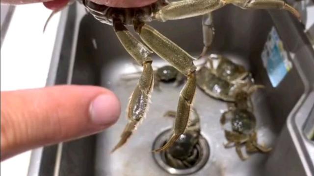 蒸螃蟹需要冷水下锅还是热水下锅（蒸螃蟹冷水下锅）(3)