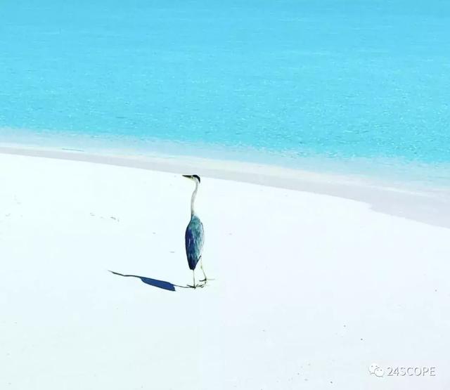 蜜月马尔代夫选岛攻略（马尔代夫该如何选岛）(8)