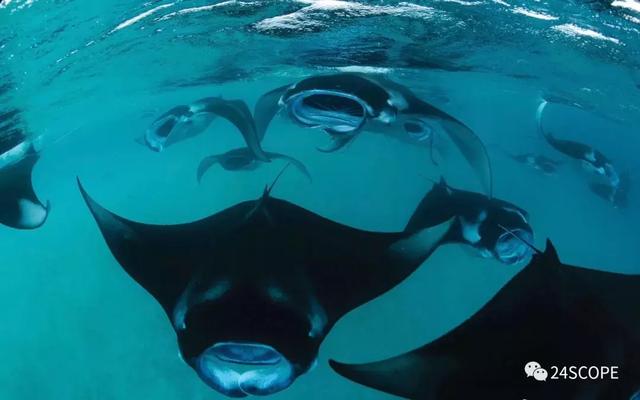 蜜月马尔代夫选岛攻略（马尔代夫该如何选岛）(17)