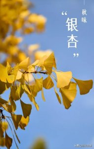 ​西安5处银杏秋景实拍！看银杏不只能去古观音禅寺