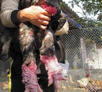 ​越南的“粗腿鸡”品种稀有，卖到国内成抢手货，一只价格翻百倍