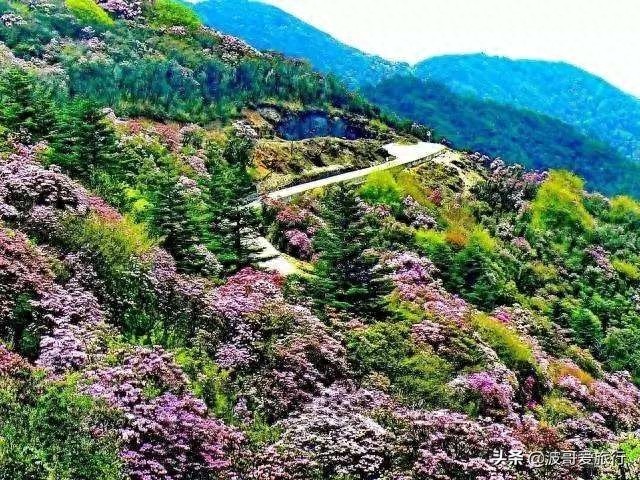 杜鹃花开之际，就是马鹿塘化身花海的时候，来到这里就如误入仙境