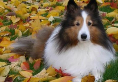 ​小狗929小狗928吸尘器换碳刷教程