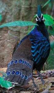 ​国家一级保护动物名录73——孔雀雉