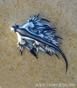 ​澳大利亚海滩惊现奇葩生物，酷似外星生物，名曰海神