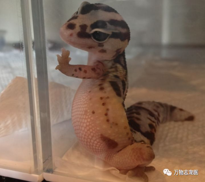 壁虎为什么叫守宫（守宫介绍和品种图鉴）