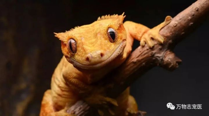 壁虎为什么叫守宫（守宫介绍和品种图鉴）