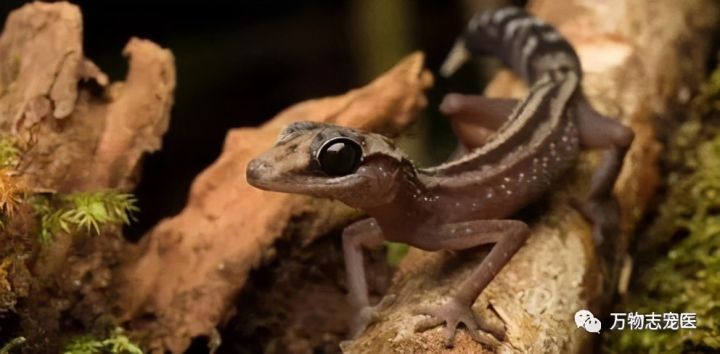 壁虎为什么叫守宫（守宫介绍和品种图鉴）