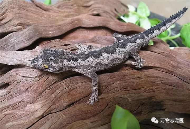 壁虎为什么叫守宫（守宫介绍和品种图鉴）