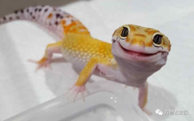 ​壁虎为什么叫守宫（守宫介绍和品种图鉴）