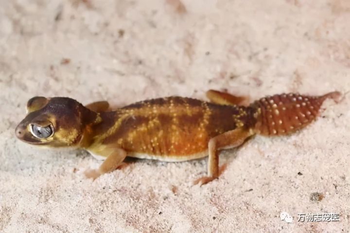 壁虎为什么叫守宫（守宫介绍和品种图鉴）