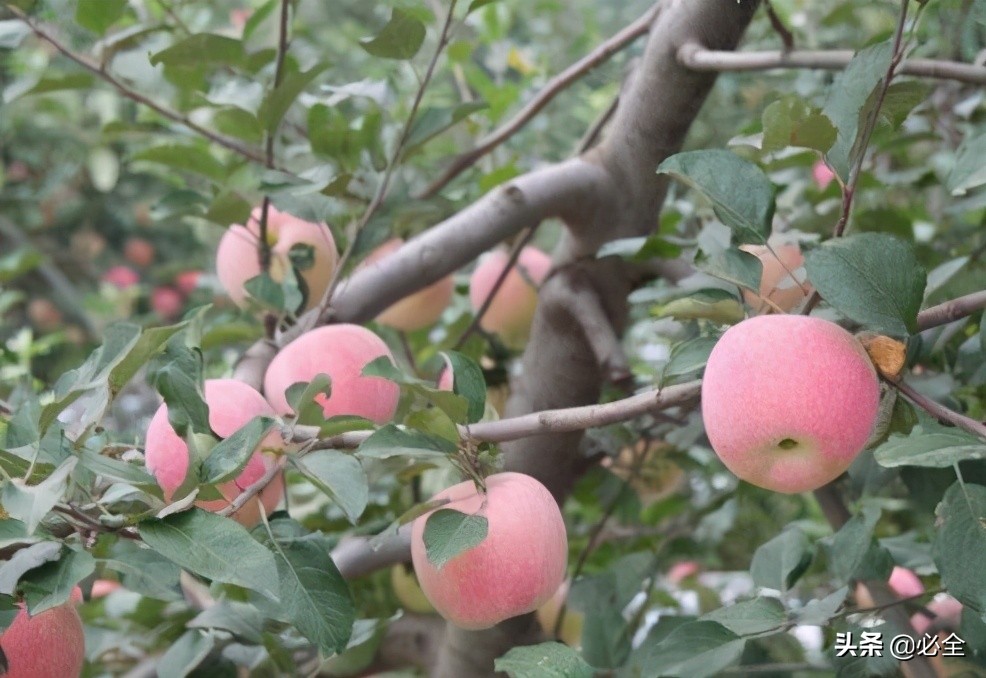李子树可以嫁接什么果树（常见果树嫁接的五种搭配）