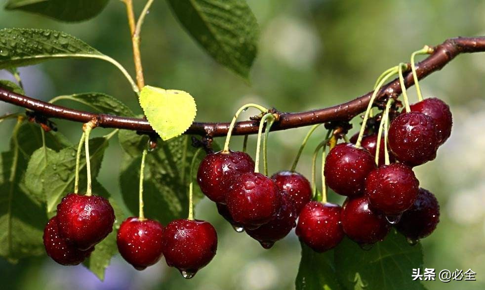 李子树可以嫁接什么果树（常见果树嫁接的五种搭配）