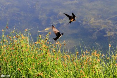 ​带“燕”字的成语。与“燕”有关的四字成语都在这里，值得收藏