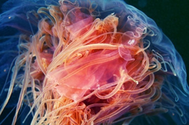 世界上最大型水母：美丽非凡，体内剧毒却让人致命！