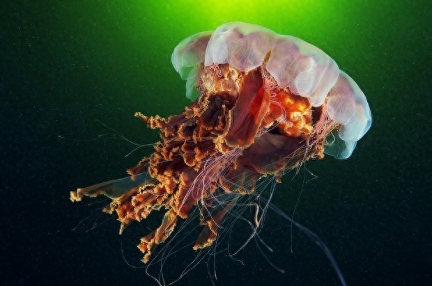 世界上最大型水母：美丽非凡，体内剧毒却让人致命！