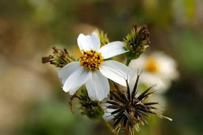 ​每天一味中草药——小花鬼针草