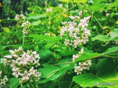 ​民间仙草 萝藦