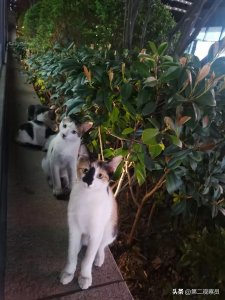 ​国内首例：猫把人咬伤后，猫毒发离世了，姑娘慌了赶紧去医院一查